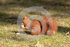Squirrel sits on the grass in the park and eats a nut