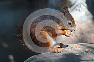 A squirrel sits on a stone and eats a nut