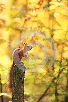 The squirrel sits on a stump against the background of autumn foliage