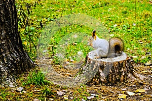 The squirrel sits on a stump and eats nuts in the autumn forest