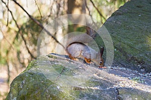 Squirrel sits in the sun on a stone and eats a nut