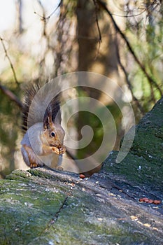 Squirrel sits in the sun on a stone and eats a nut