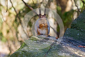 Squirrel sits in the sun on a stone and eats a nut