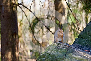 Squirrel sits in the sun on a stone and eats a nut