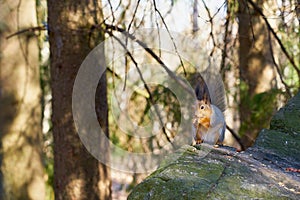 Squirrel sits in the sun on a stone and eats a nut