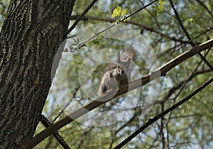 Squirrel sits on a tree branch