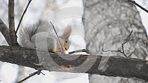 Squirrel sits on tree branch 4