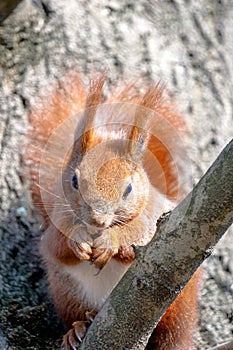 Squirrel sits on tree branch and eats a nut