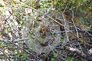 A squirrel sits on a tree branch and eats a nut.