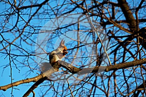 A squirrel sits on a tree branch and gnaws on a nut