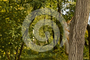 The squirrel sits on a tree in a funny pose. A mock-up for a poster or postcard. The concept of protecting the environment and