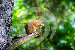 Squirrel sits on a tree and gnaws a nut