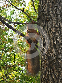 Squirrel sits on a tree and gnaws a nut