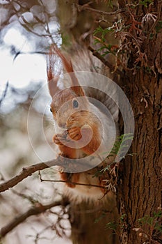 The squirrel sits on a tree and gnaws nuts. Curiosity, trust. Kislovodsk, Russia