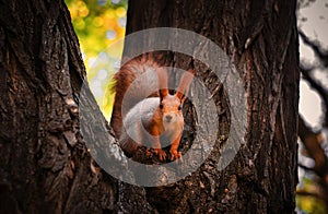 A squirrel sits on a tree and looks at me.