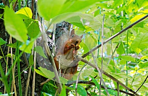 Squirrel sits on a tree in the park