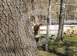 Squirrel sitting on tree trunk