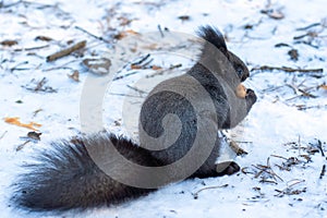 The squirrel sits on white snow with nut in winter. Eurasian red squirrel, Sciurus vulgaris. Copy space background