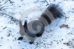The squirrel sits on white snow with nut in winter. Eurasian red squirrel, Sciurus vulgaris. Copy space background