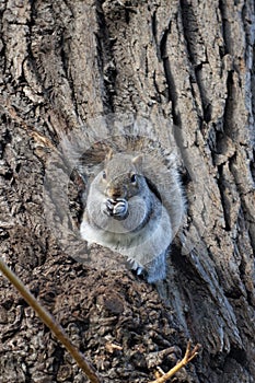 Squirrel sits on a willowtree eating a peanut