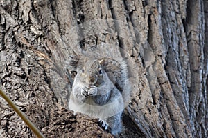 Squirrel sits on a willowtree eating a peanut