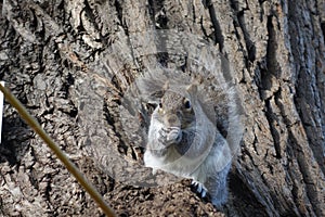 Squirrel sits on a willowtree eating a peanut