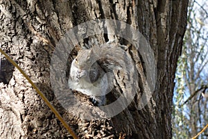 Squirrel sits on a willowtree eating a peanut