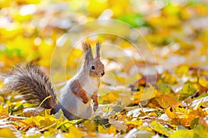 Squirrel sitting in the autumn park