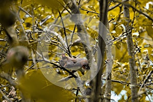 a squirrel sitting in the branches of a tree eating some fruit