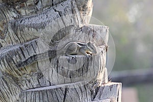 Squirrel Sitting on a Date Palm Tree