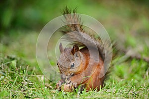 Squirrel sitting on a grass