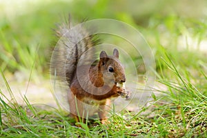 Squirrel sitting on a grass