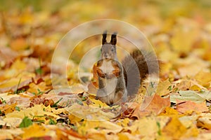 Squirrel sitting on a grass