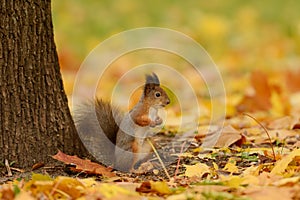 Squirrel sitting on a grass