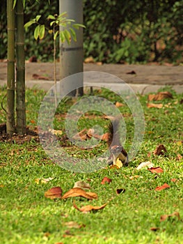Squirrel sitting on the ground