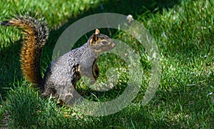 A squirrel sitting on hind legs, paws, preparing to jump. Green grass background