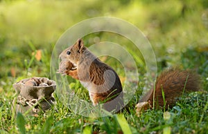 Squirrel sitting near a bag with nuts