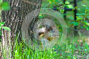 Squirrel sitting near a tree in green grass