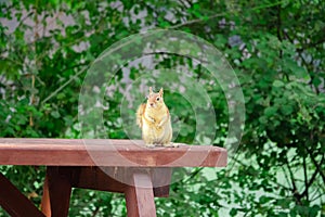 Squirrel sitting on a picnic table staring and begging for food. Karagol Izmir Turkey