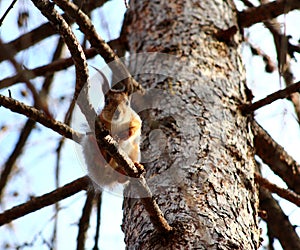 Squirrel