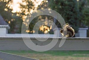 Squirrel sitting on a fence at Mount Vernon, George Washington's home in Virginia USA