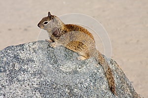 Squirrel Sitting On a Rock At The Beach