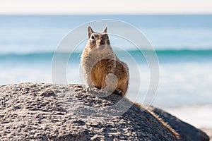 Squirrel Sitting On a Rock At The Beach