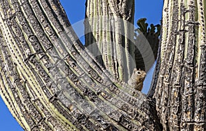 A Squirrel Sitting In A Saguaro Cactus In Arizona