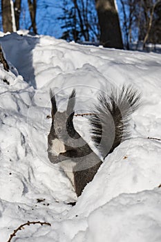 A squirrel is sitting in the snow
