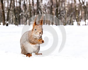 Squirrel sitting on snow in forest and holding a nut