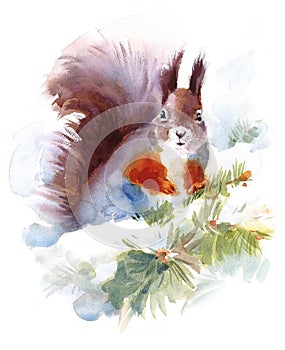 Squirrel Sitting on the Snowy Fir Tree Branch Wild Animal Winter Illustration Hand Painted