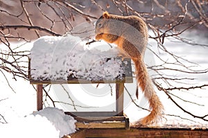 Squirrel Sitting On Top of a Bird Feeder