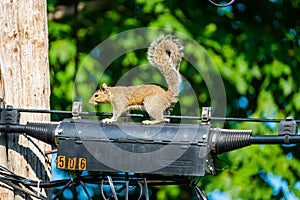 Squirrel Sitting on a Transformer on a Power Line