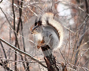 Squirrel